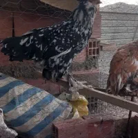 مرغ لهستانی
