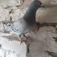 کبوتر مسافتی