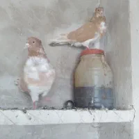 کبوتر|پرنده|خوی, |دیوار
