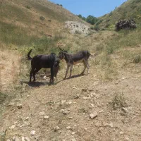 دوعددالاغ فروشی