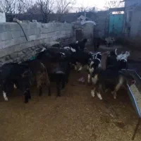 بزغاله نر ماده