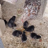 مرغ و جوجه   نژاد دار  جوون