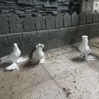 کبوتر راعبی