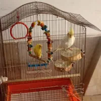 عروس هلندی و مرغ عشق
