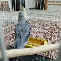 عروس هلندی نر