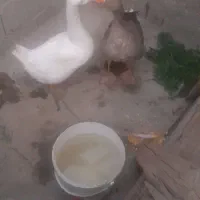قاز