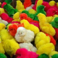 جوجه رنگی محلی اردک بلدرچین  شیراز خرده فروشم