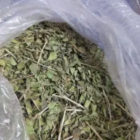 آویشن کوهی