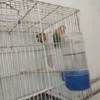 کوتوله برزیلی دم تخم سخنگو 7کلمه بلده