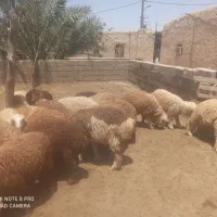 بره|حیوانات مزرعه|بندر ماهشهر, |دیوار