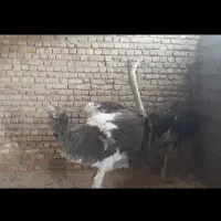 شترمرغ زنده