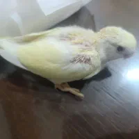 فروش کوتوله برزیلی