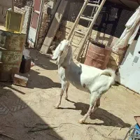 بز شیر فروش