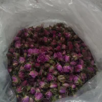 غنچه گل محمدی