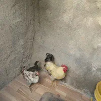 خروس|حیوانات مزرعه|سرپل ذهاب, |دیوار