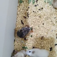 همستر|موش و خرگوش|خورموج, |دیوار