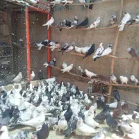 کبوتر به شرط