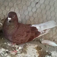 کفتر ماده قرمزی