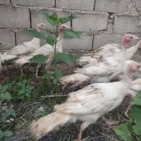 فروش خروس و بوقلمون و قو غاز
