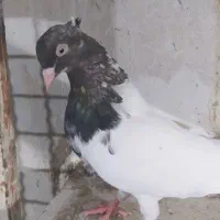 کبوتر رنگه