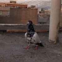 کبوتر