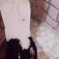 ساعت