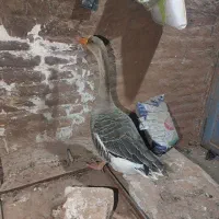 قوغاز