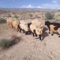 بره فروشی