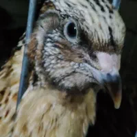 جوجه بلدرچین نژاد سنگین