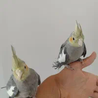 عروس هلندی جفت 1 ساله