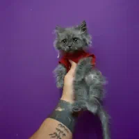 گربه برایش ماده ۳ماهه آموزش دیده