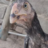 جوجه‌خروس‌نصل‌بلا