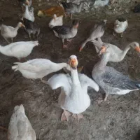 35عدد غاز 5ماه