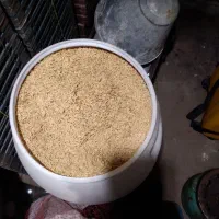 تخم جو هاشمی درجه یک اصلاح شده