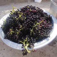 مویز انگور ترکمن (شرابی) بدون هسته