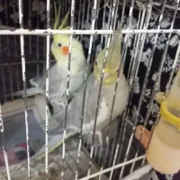 دو عدد عروس هلندی ماده و یک فنچ نر