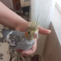 جوجه عروس هلندی نر