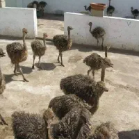 شترمرغ وبوقلمون...