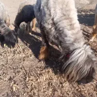 گوسفند