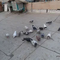 کبوتر‌ پرشی‌ همه‌ خال