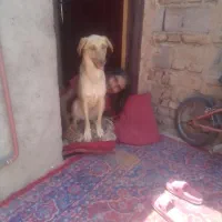 سگ.معاوضه هم دارم