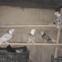 کبوتر هما