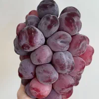 نهال انگور وارداتی لیبل ترکیه