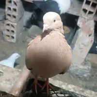 کفتر