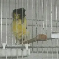 فری آجی درشت