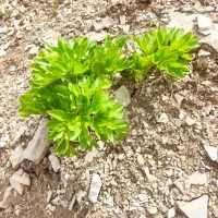 پر کرفس کوهی خشک شده