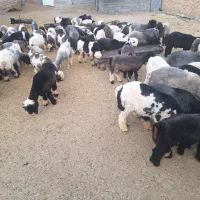 بره
