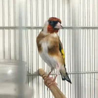 سهره