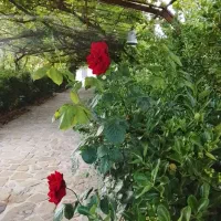 باغ-قطعه-دوم-از-حاشیه-باغرود-به-قیمت