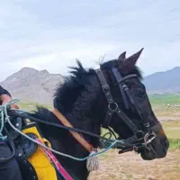 خریدفروش اسب مادیون پایونی وتعلیم